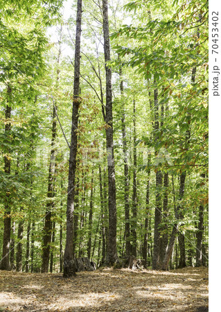 view of in an old green forest of chestnut trees in summer view of in an old green forest of chestnut trees in summer 70453402