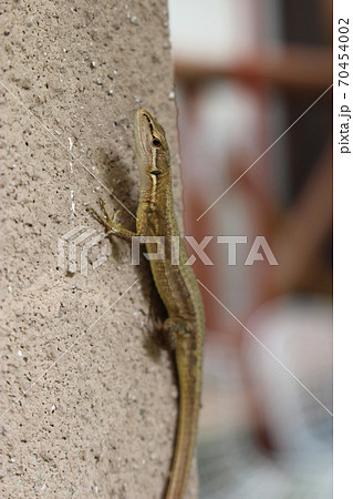 コンクリートの壁の上のカナヘビの写真素材