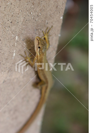 コンクリートの壁の上のカナヘビ コンクリートの壁の上のカナヘビ 70454005