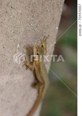 コンクリートの壁の上のカナヘビ 70454007