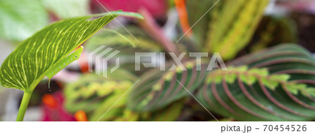 chrysalis butterfly eat a leaves of prayer plant or Maranta plant 70454526