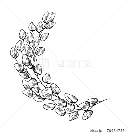 Frame with sketch eucalyptus populus and hatching. Engraving semicircular natural border with branches and foliage. Vector outline template 70454755