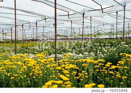 Fresh gerbera flowers in greenhouse 70455846