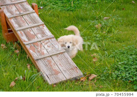 ドックランで楽しそうに遊ぶ子犬 ドックランで楽しそうに遊ぶ子犬 70455994