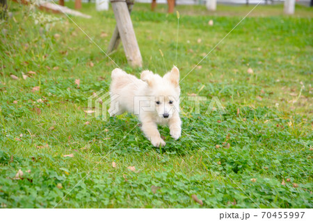 ドックランで楽しそうに遊ぶ子犬 ドックランで楽しそうに遊ぶ子犬 70455997