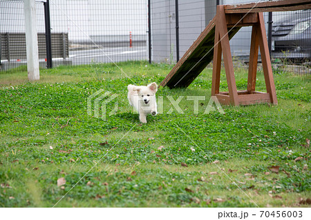 ドックランで楽しそうに遊ぶ子犬 ドックランで楽しそうに遊ぶ子犬 70456003