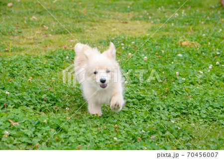 ドックランで楽しそうに遊ぶ子犬 ドックランで楽しそうに遊ぶ子犬 70456007
