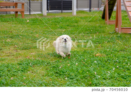 ドックランで楽しそうに遊ぶ子犬 ドックランで楽しそうに遊ぶ子犬 70456010