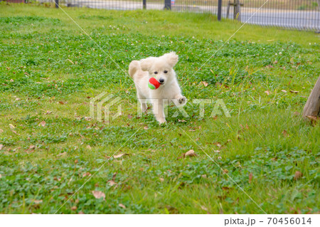 ドックランで楽しそうに遊ぶ子犬 ドックランで楽しそうに遊ぶ子犬 70456014