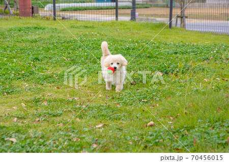 ドックランで楽しそうに遊ぶ子犬 70456015