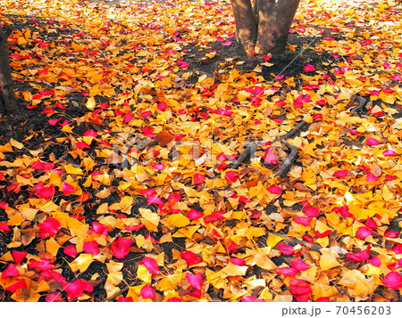 冬の公園に散る山茶花の花びらと銀杏の枯れ葉の写真素材