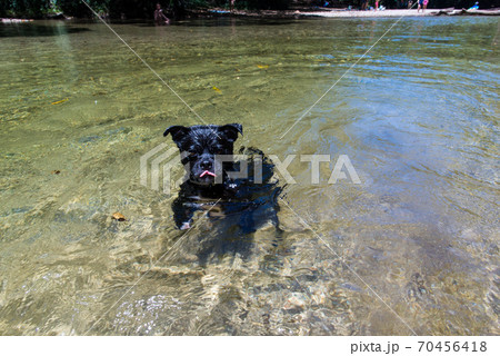 綺麗な川で遊ぶ子犬 70456418