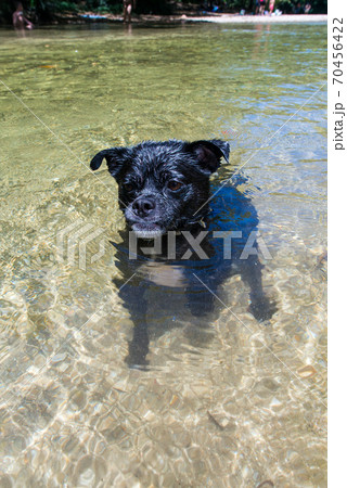 綺麗な川で遊ぶ子犬 70456422