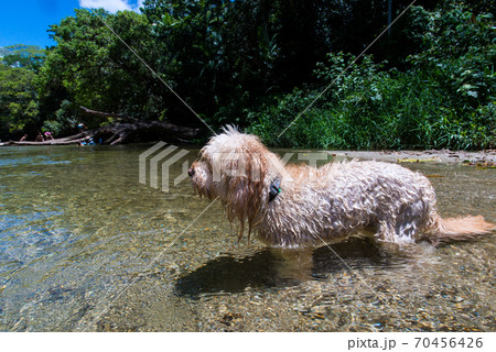 綺麗な川で遊ぶ子犬 綺麗な川で遊ぶ子犬 70456426