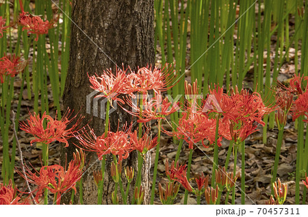 花 赤色 植物の写真素材