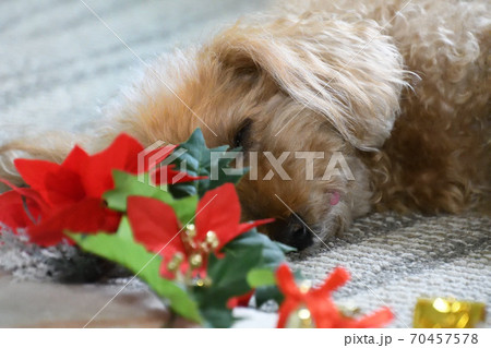 トイプードルのクリスマス トイプードルのクリスマス 70457578