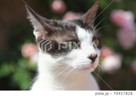 背景が美しい白黒猫 背景が美しい白黒猫 70457828