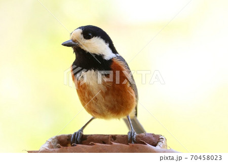 ヤマガラ 身近な野鳥 明るい雑木林背景 ヤマガラ 身近な野鳥 明るい雑木林背景 70458023
