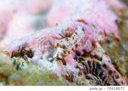 クチヒゲオトメウミウシ　その① 70458072