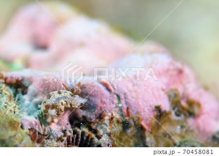 クチヒゲオトメウミウシ　その③ 70458081