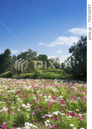 馬見丘陵公園　コスモス畑 70458097