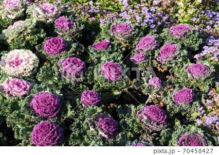 multicolor decorative cabbage in blossom in the garden. multicolor decorative cabbage in blossom in the garden. 70458427