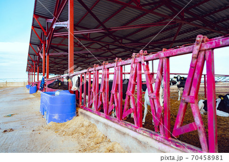 Modern outdoor cowshed with herd of milky cows Modern outdoor cowshed with herd of milky cows 70458981