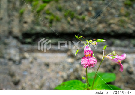 ツリフネソウの花 70459547