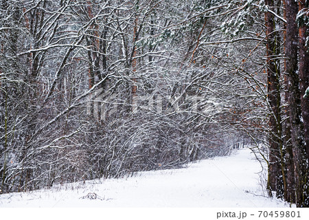 Winter forest with path Winter forest with path 70459801