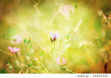 ヒメフウロと緑青系バック 70460392