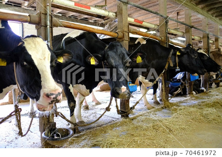 牧場の牛（ホルスタイン種） 70461972