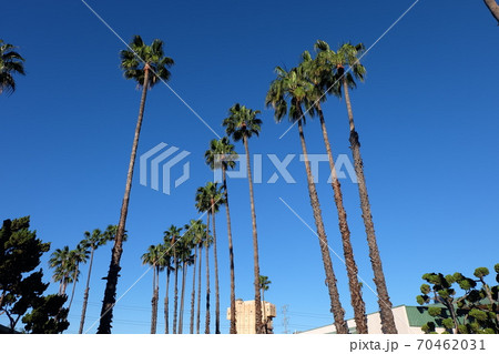 カリフォルニアの空とヤシノキ 70462031