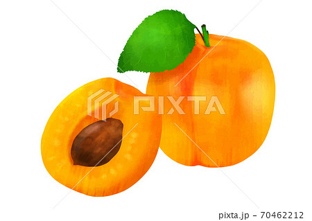 杏子　アプリコット 70462212