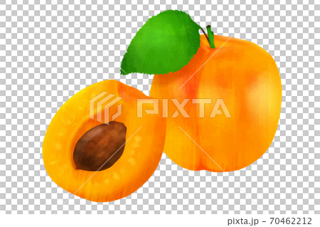 杏子　アプリコット 70462212