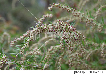 よもぎの花の写真素材