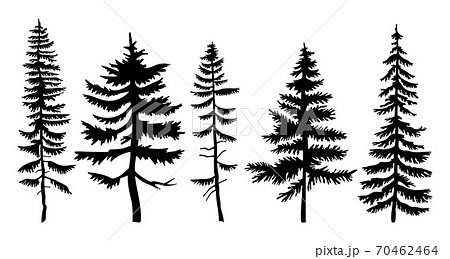 A set of pines and spruces on a white background. Forest trees are forever green. Flat style A set of pines and spruces on a white background. Forest trees are forever green. Flat style 70462464