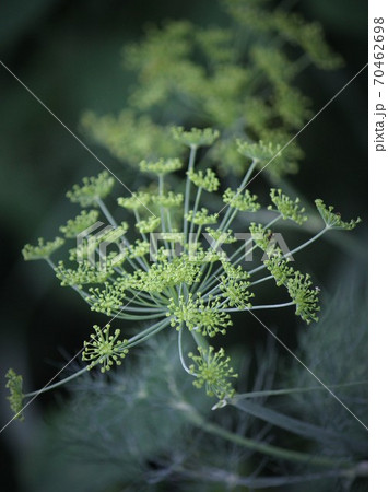 Flower soft green in green 70462698