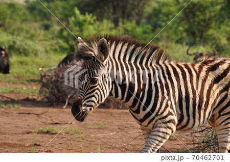 A zebrafoal walking alone in the savanna 70462701