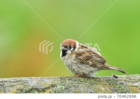 スズメ 70462896