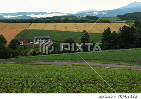 美瑛の丘民家の風景 70463132