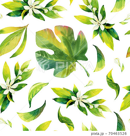 Seamless watercolour citrus and figs leaves pattern. Green leaves on white background. Seamless greenery watercolour illustration for wrapping paper, fabric, textile, wallpaper Seamless watercolour citrus and figs leaves pattern. Green leaves on white background. Seamless greenery watercolour illustration for wrapping paper, fabric, textile, wallpaper 70463526