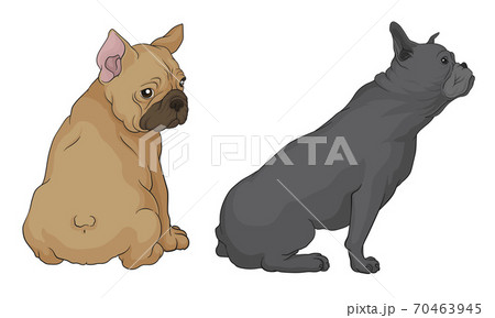 French Bulldog As Domestic Breed Sitting Vector のイラスト素材