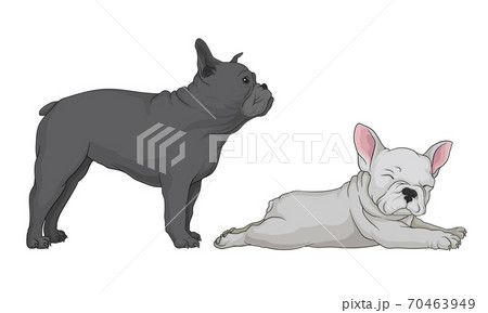 French Bulldog As Domestic Breed Lying And のイラスト素材