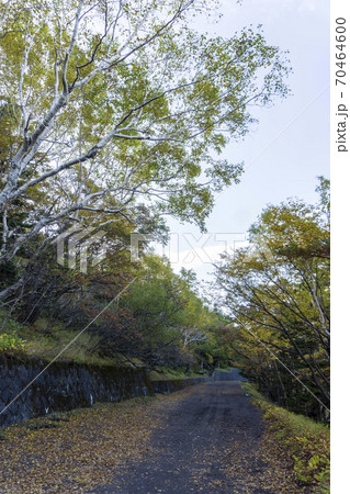紅葉と落ち葉の登山道／富士山五合目 70464600