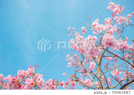 青空と寒緋桜 緋寒桜と春の青空 青空と寒緋桜 緋寒桜と春の青空 70465687
