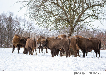 Herd of european bisons standing in forest in wintertime. 70465729