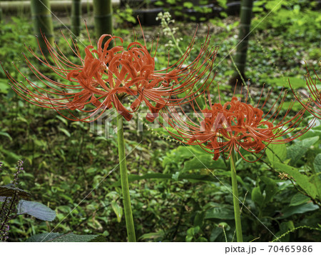 鎌倉・英勝寺の境内の彼岸花 鎌倉・英勝寺の境内の彼岸花 70465986
