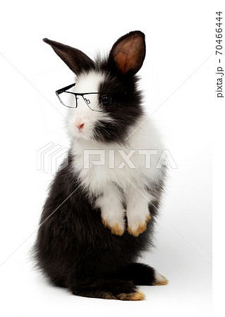 Adorable baby black and white rabbit standing and looking at the top. Studio shot, isolated on white background Adorable baby black and white rabbit standing and looking at the top. Studio shot, isolated on white background 70466444