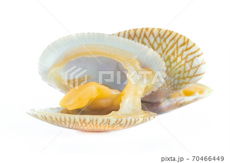 Top view of baby clam isolated ,short-necked clam,carpet clam or  Venus shell 70466449