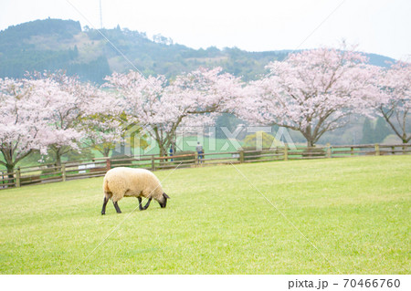 宮崎県都城市の高千穂牧場のサフォーク種の羊と桜 宮崎県都城市の高千穂牧場のサフォーク種の羊と桜 70466760